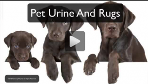 Pet Urine And Rugs